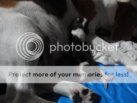 Anniesfirstpupagain.jpg