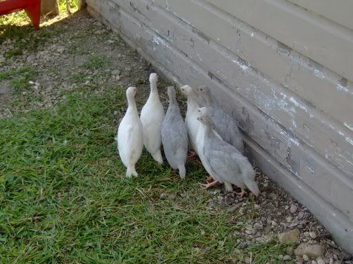 guineababies.jpg