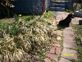 6101_monkey_grass.jpg