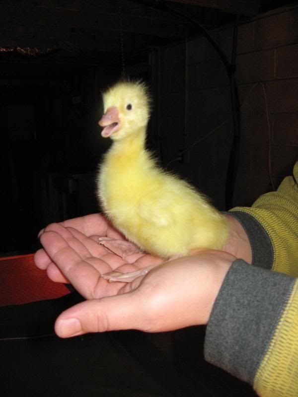 Goslings014.jpg