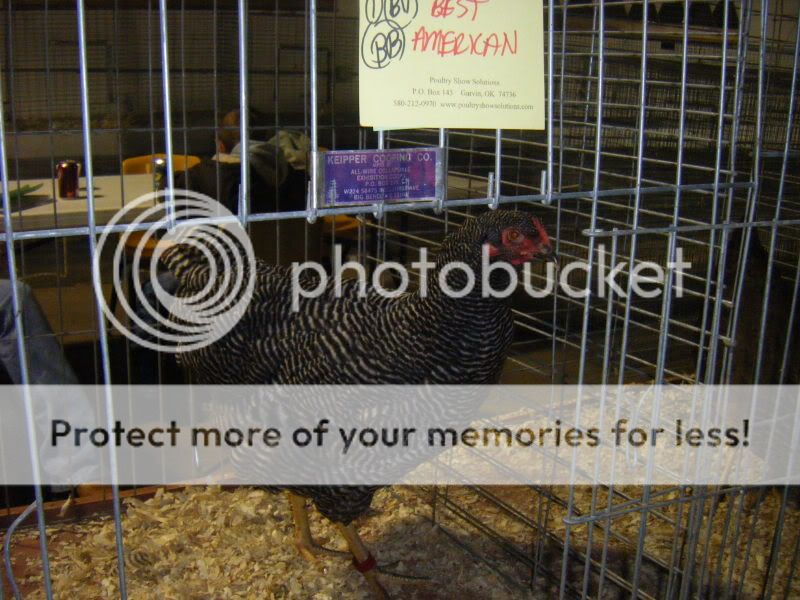 PoultryShows004.jpg