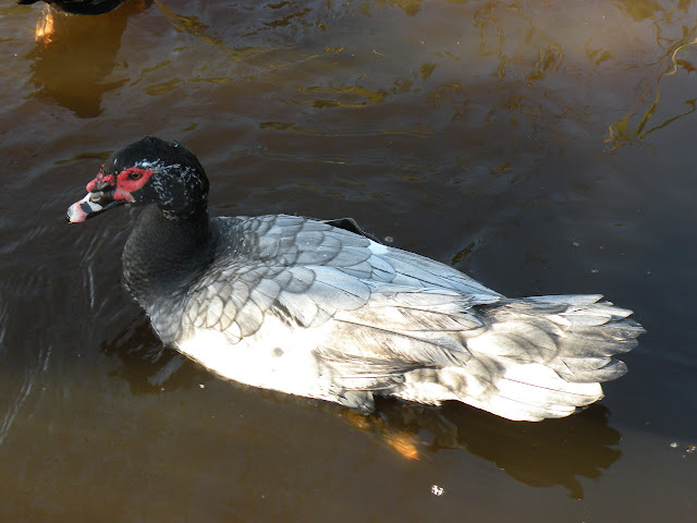 DSCN1408.jpg