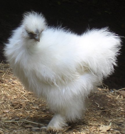 silkies.jpg