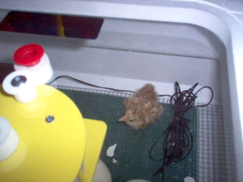 Picture996.jpg