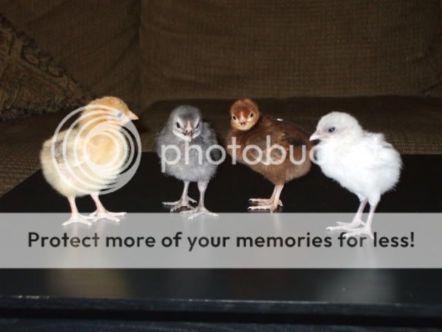 DSCF0526-1.jpg
