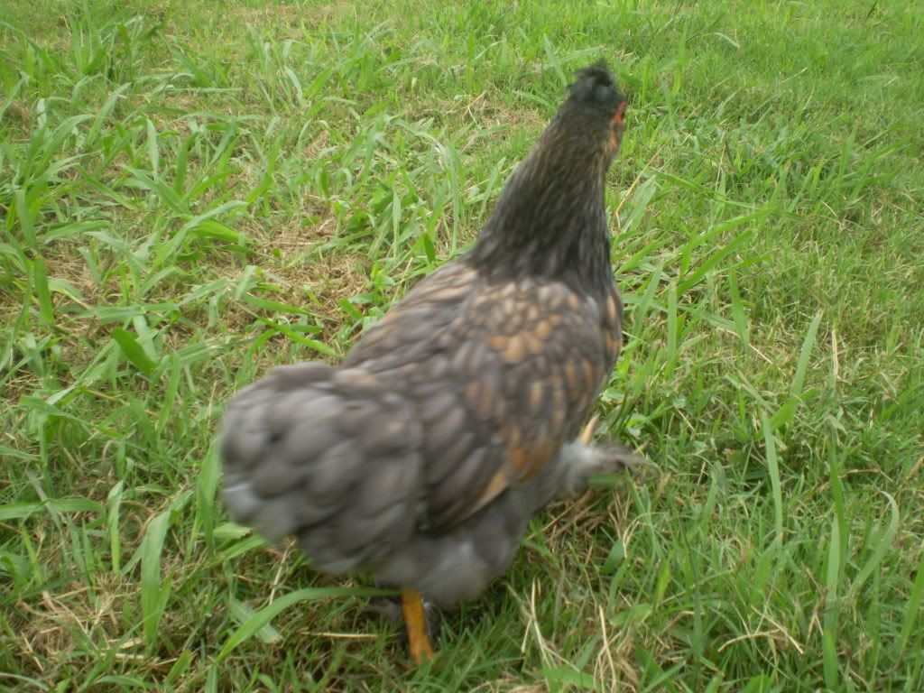 PEEPS010-3.jpg