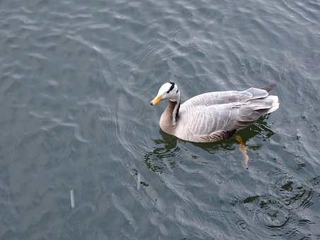 duck-2824539__340.jpg