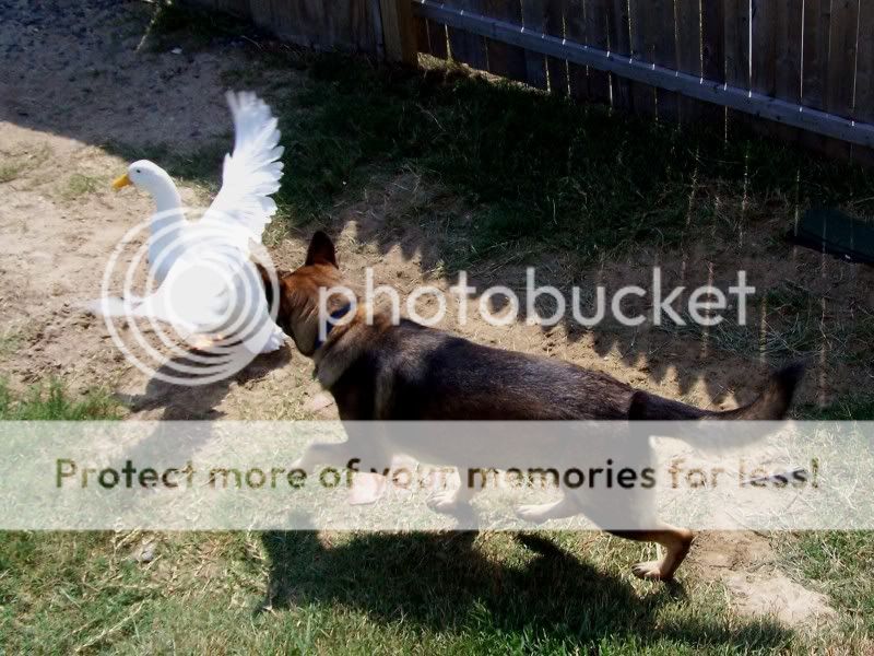 duckchase1.jpg