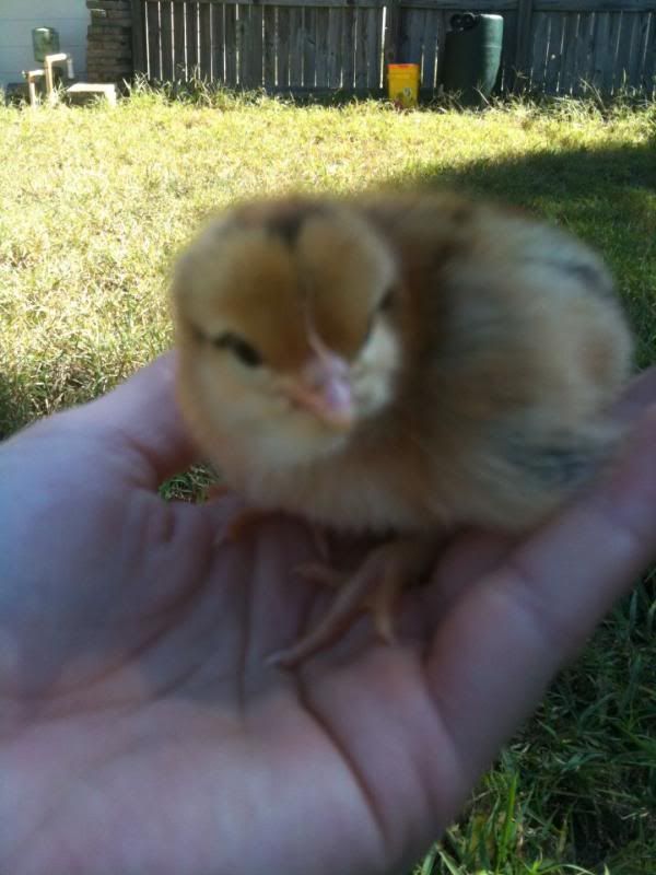 chick1.jpg