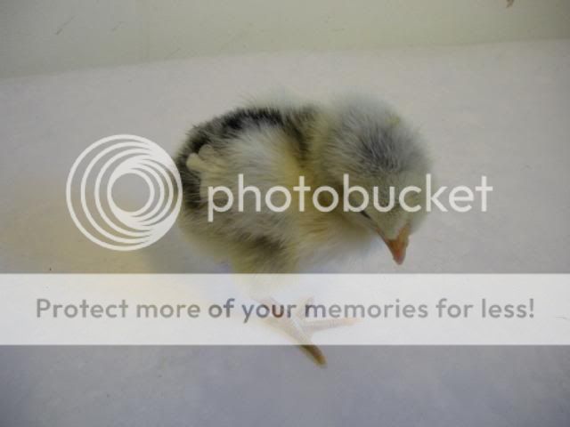 hatcherysurprisedayone295.jpg