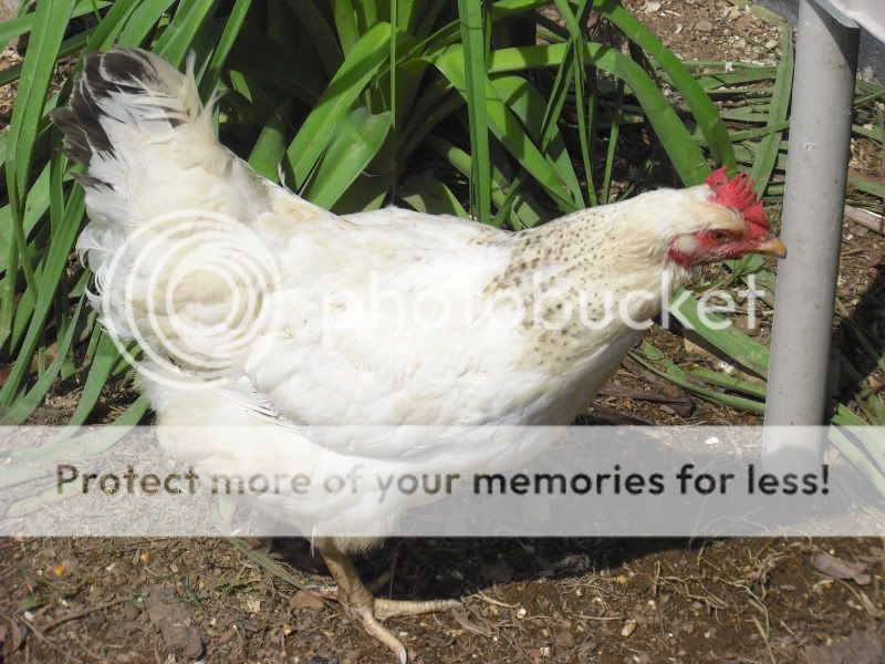 chicks003-2.jpg
