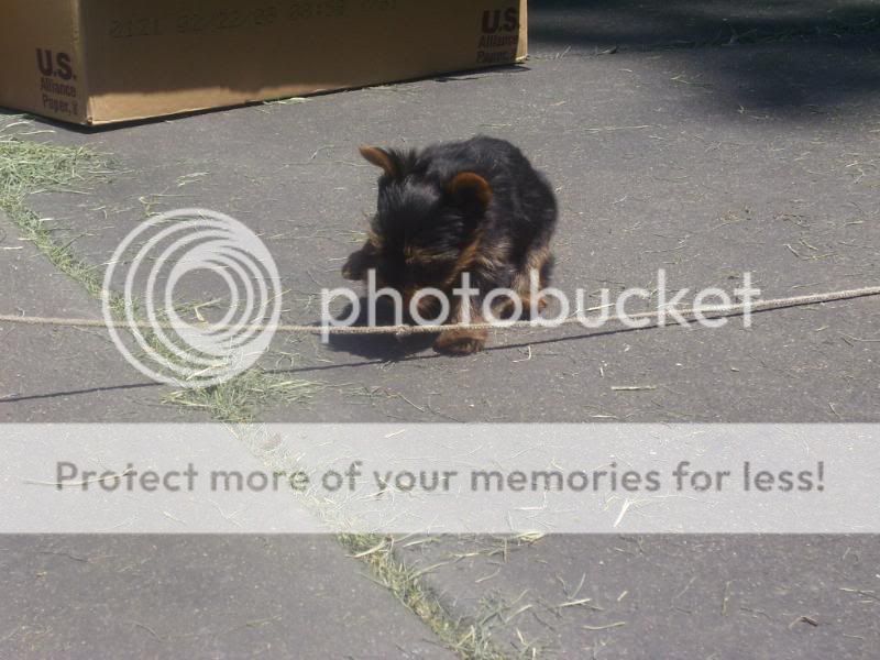 Puppy5-26-08016.jpg