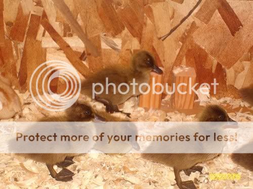 Duckies001-small.jpg
