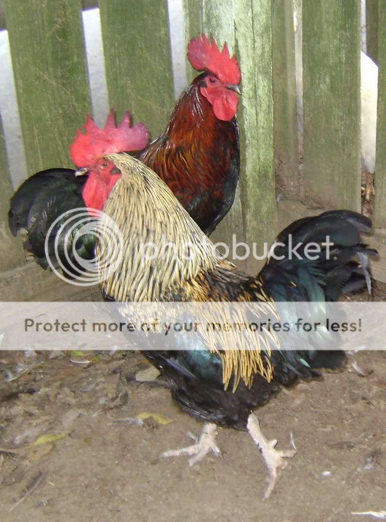 birchen3.jpg