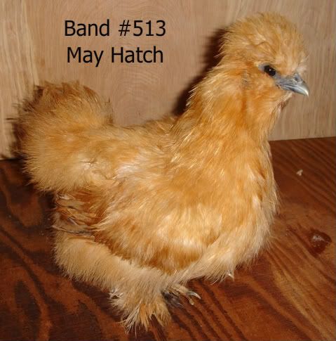 salechicks023.jpg