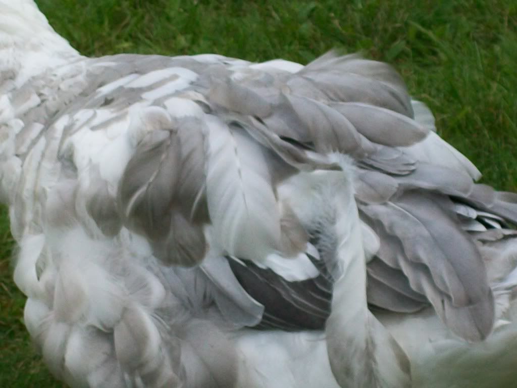 goslings692.jpg