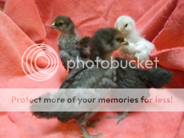 3weeksold001.jpg