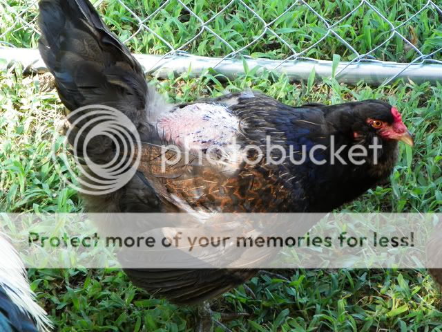 hen_2_small.jpg