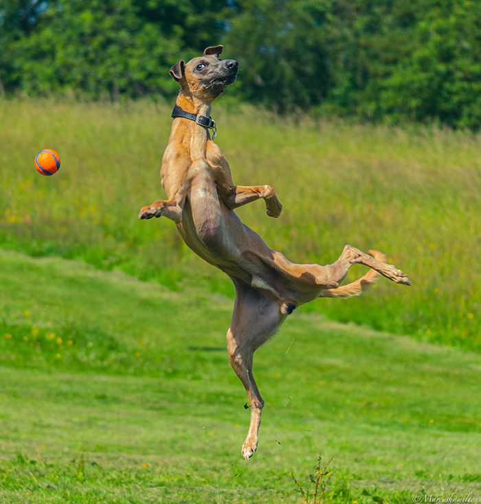 dorky pup chasing ball funny pose