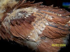 3495727008_fd315d015b_m.jpg
