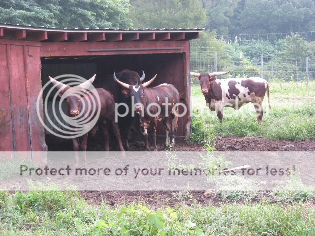 1watusi.jpg
