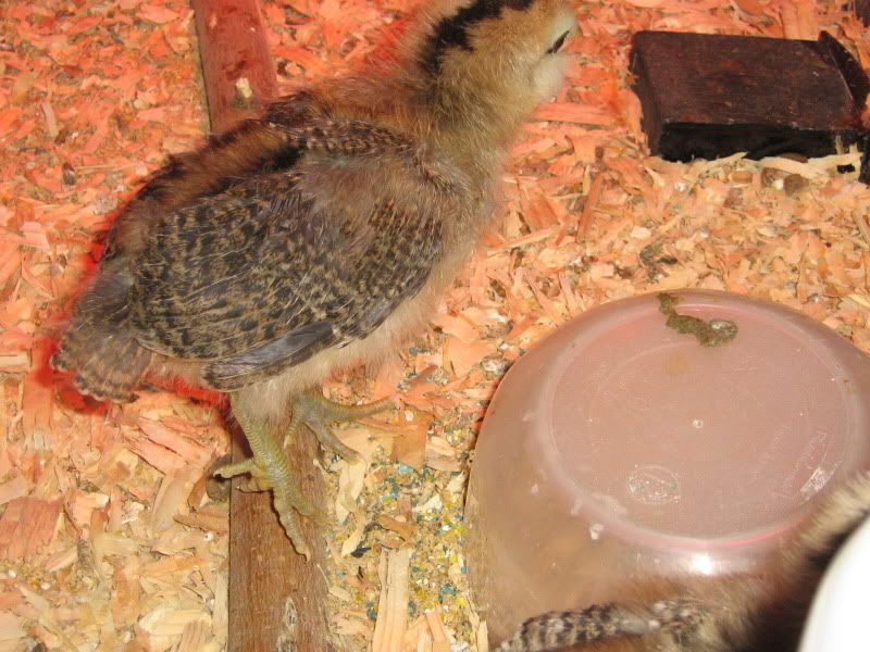 Chicks119.jpg