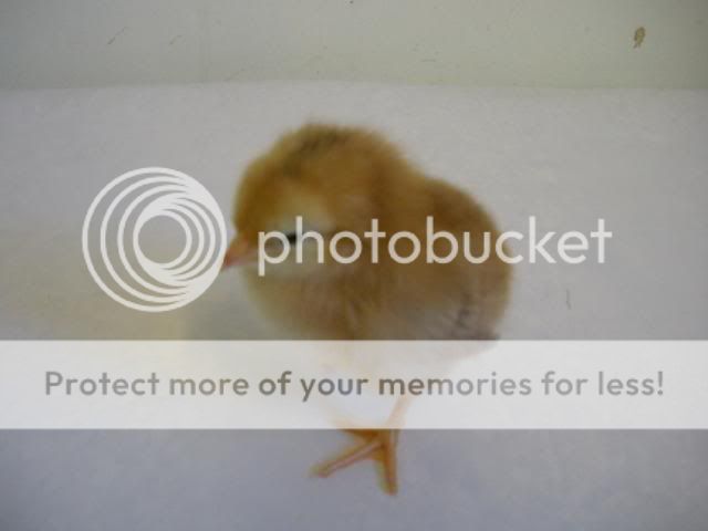 hatcherysurprisedayone304.jpg