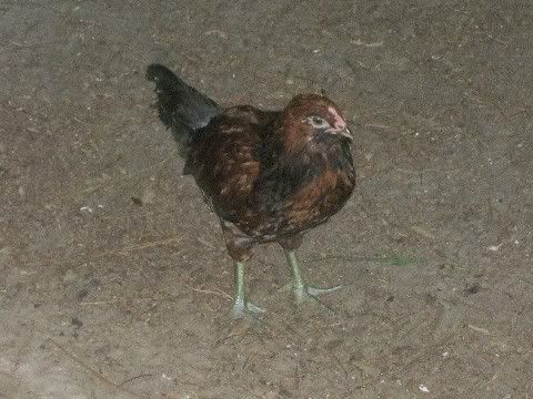 roosuspect.jpg