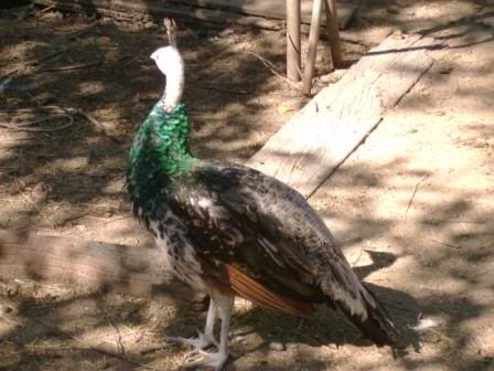 greenpeacock.jpg