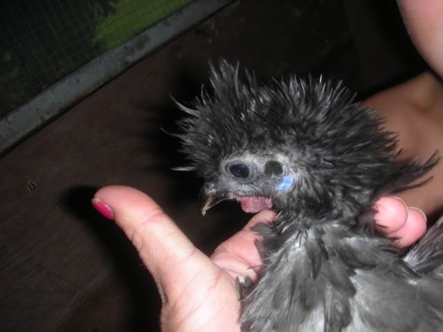 NewChickens054.jpg