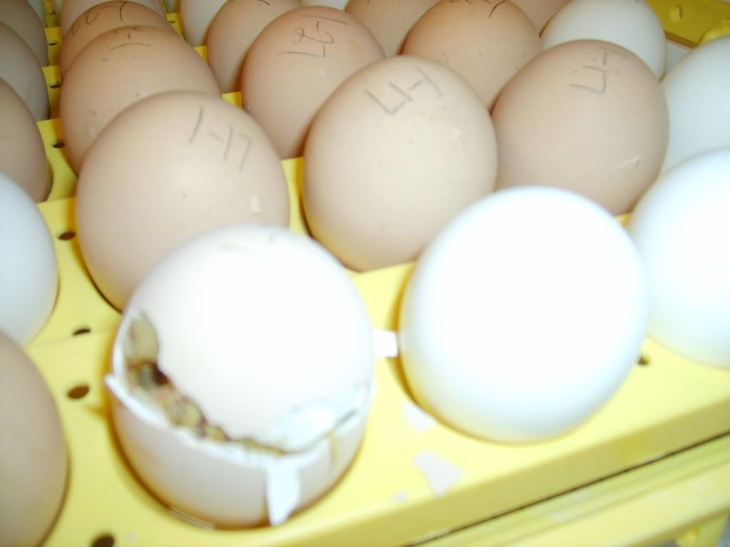 002-1.jpg
