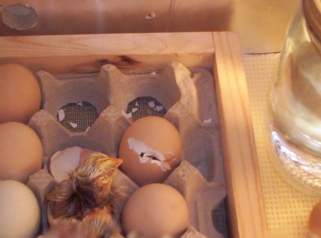 Babychicks007.jpg