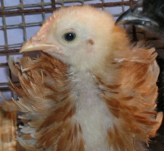Frizzle-chick2.jpg