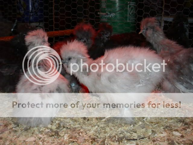 silkiechicks004.jpg