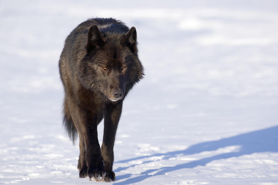 2-black-wolf-in-snow-john-hyde.jpg