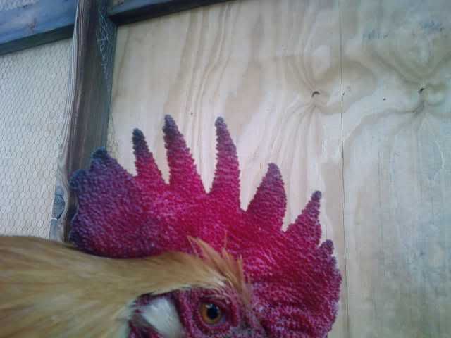 roostercomb1.jpg