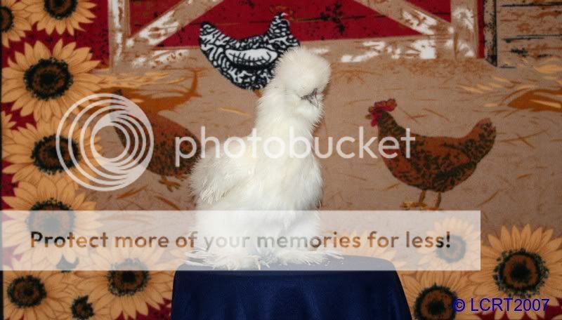 IMG_4984_Snowball_portrait_LCRT2007.jpg
