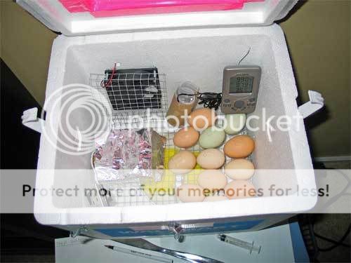 web-First-eggs-in-incubator.jpg