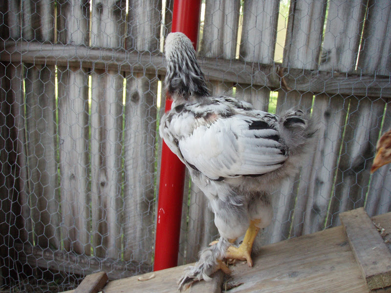 Chickens%20039.JPG