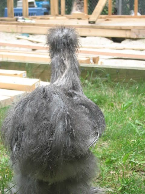 silkies107.jpg
