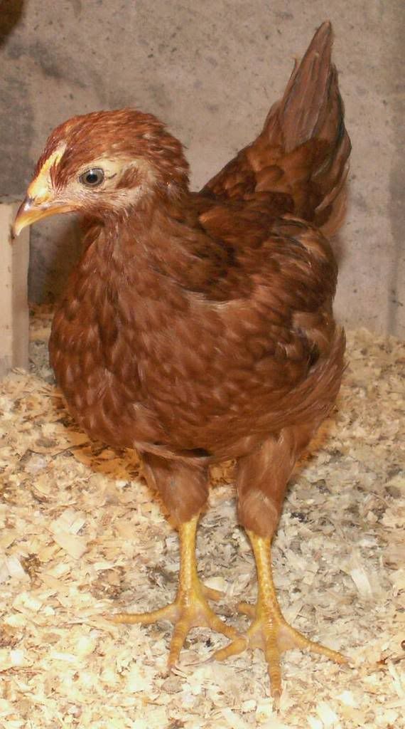 Rooster7.jpg