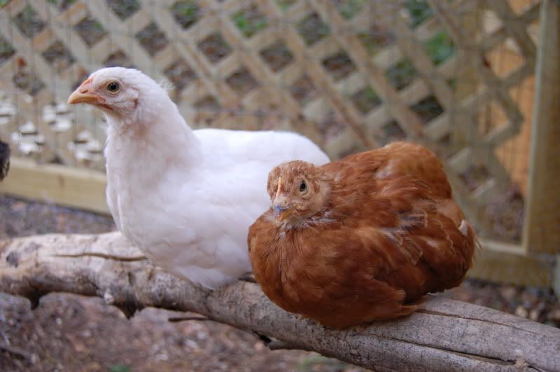 hens4-23-10019.jpg