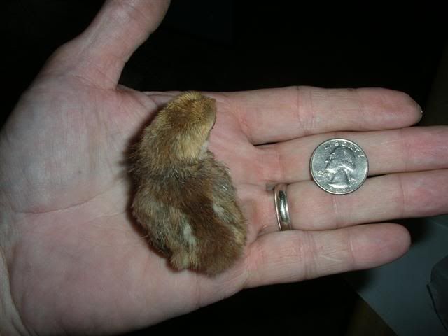 Picture001Small-8.jpg