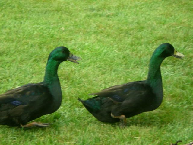 DSCN3584.jpg