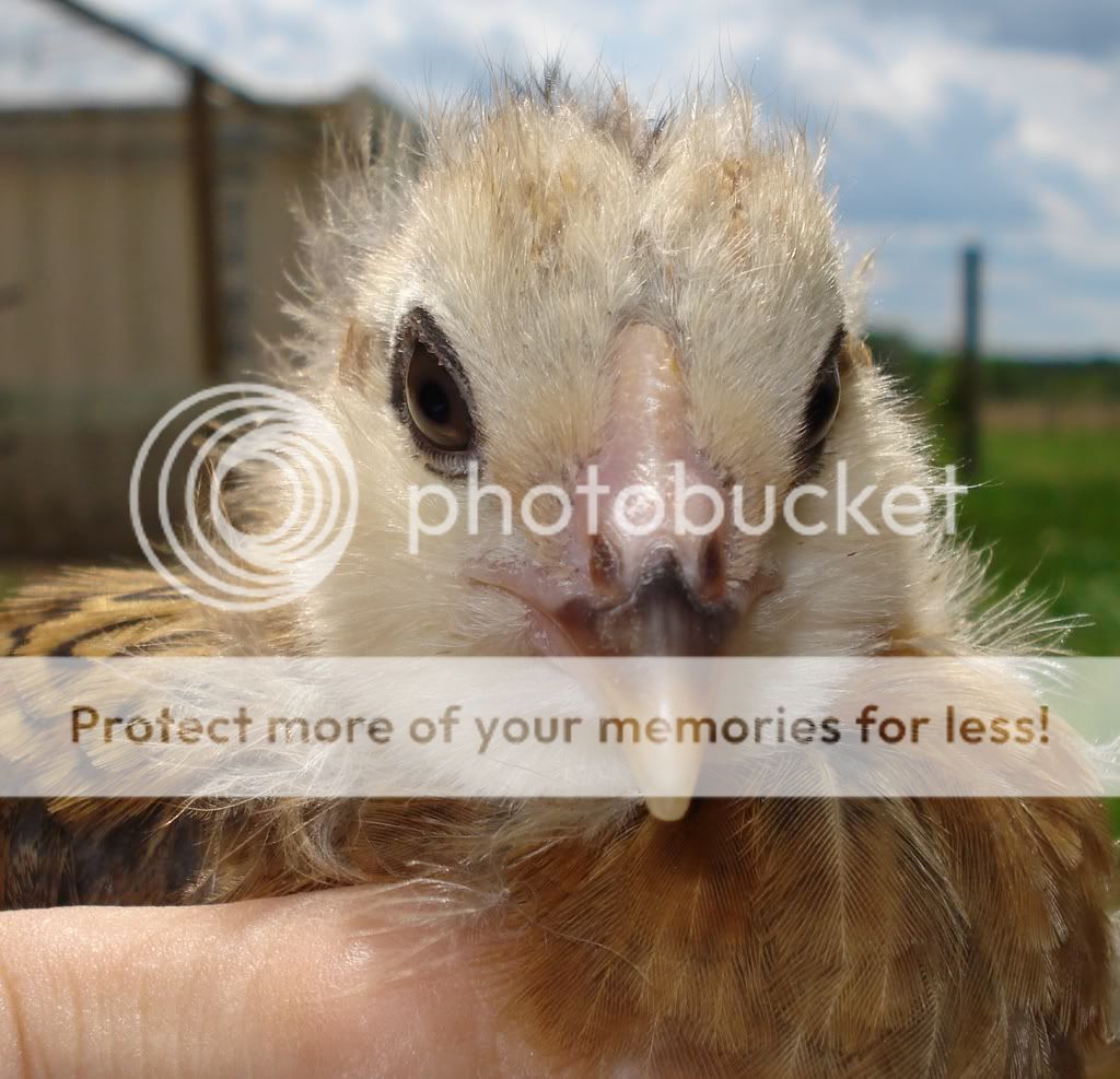 Chick4b.jpg
