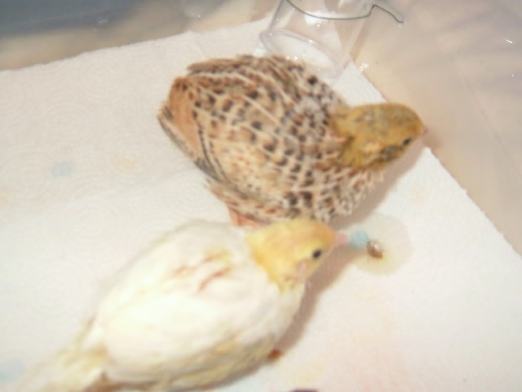 DSCF3684.jpg