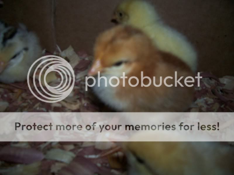 CHICKENS010.jpg