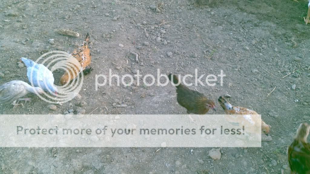 2011-07-27_07-19-50_268.jpg