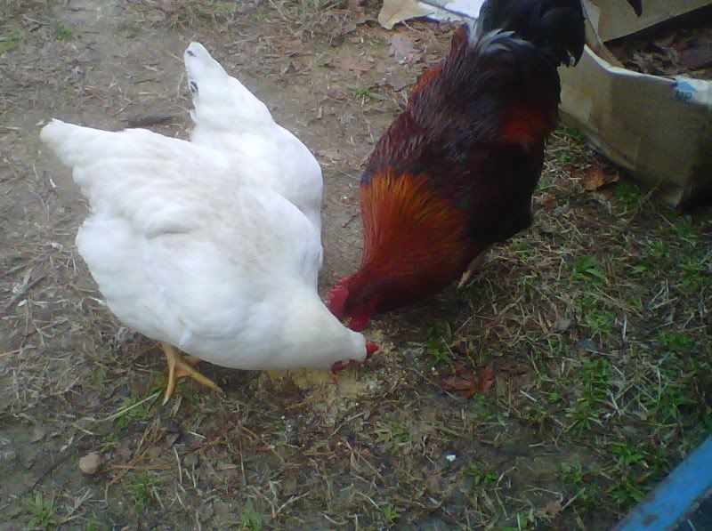 whiteandbarnevelder.jpg
