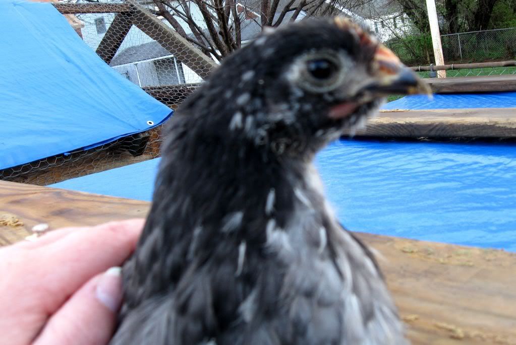 chickens006.jpg